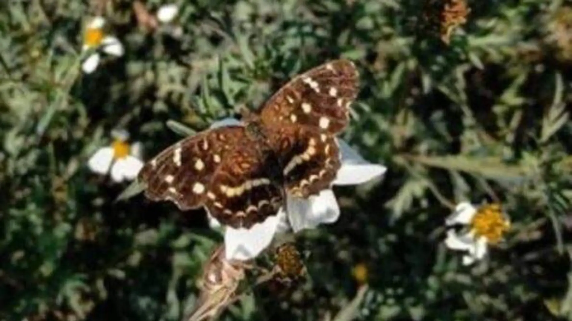 Mariposa monarca (4)